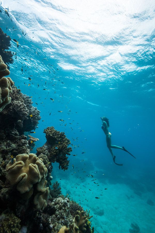 Snorkeller exploring a coral reef with tropical fish