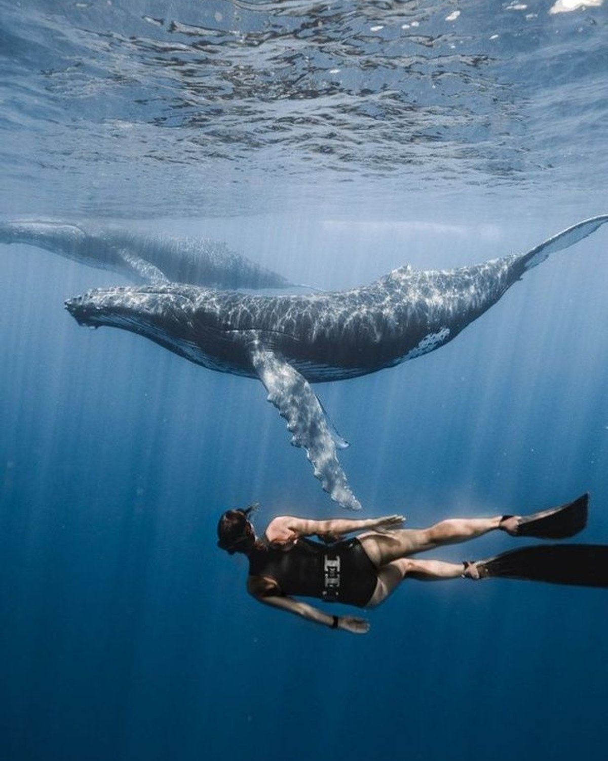 Snorkeller freediving next to a humpback whale